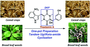 Graphical abstract: A one-pot multicomponent coupling/cyclization for natural product herbicide (±)-thaxtomin A