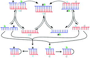 Graphical abstract: Cross-catalytic peptide nucleic acid (PNA) replication based on templated ligation