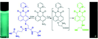 Graphical abstract: Multi-channel colorimetric and fluorescent probes for differentiating between cysteine and glutathione/homocysteine