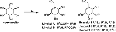 Graphical abstract: Total syntheses and structural validation of lincitol A, lincitol B, uvacalol I, uvacalol J, and uvacalol K