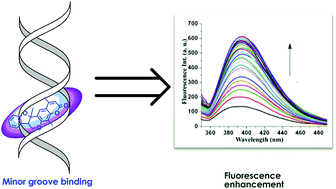 Graphical abstract: The coumarin–pterocarpan conjugate – a natural product inspired hybrid molecular probe for DNA recognition