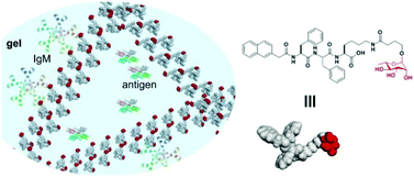 Graphical abstract: l-Rhamnose-containing supramolecular nanofibrils as potential immunosuppressive materials