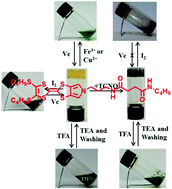 Graphical abstract: Monopyrrolotetrathiafulvalene–succinamide conjugates and their TCNQ charge transfer complex based supramolecular gels with multiple stimulus responsiveness