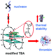 Graphical abstract: A straightforward modification in the thrombin binding aptamer improving the stability, affinity to thrombin and nuclease resistance