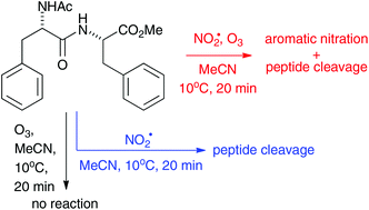 Graphical abstract: Oxidative damage of aromatic dipeptides by the environmental oxidants NO2˙ and O3