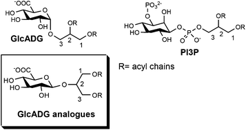 Graphical abstract: Anionic glycolipids related to glucuronosyldiacylglycerol inhibit protein kinase Akt