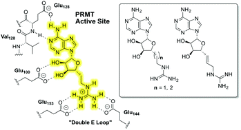 Graphical abstract: Synthesis and evaluation of protein arginine N-methyltransferase inhibitors designed to simultaneously occupy both substrate binding sites