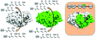 Graphical abstract: Insights into the programmed ketoreduction of partially reducing polyketide synthases: stereo- and substrate-specificity of the ketoreductase domain