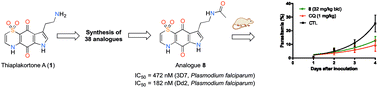 Graphical abstract: Synthesis and antimalarial evaluation of amide and urea derivatives based on the thiaplakortone A natural product scaffold