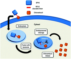 Graphical abstract: Enzyme-triggered delivery of chlorambucil from conjugates based on the cell-penetrating peptide BP16