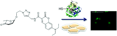 Graphical abstract: Chemical and biological evaluation of unusual sugars, α-aculosides, as novel Michael acceptors