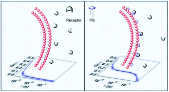 Graphical abstract: Developing a targeting system for bacterial membranes: measuring receptor-phosphatidylglycerol interactions with 1H NMR, ITC and fluorescence correlation spectroscopy