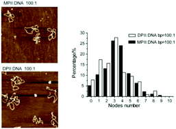 Graphical abstract: Characterizations of cationic γ-carbolines binding with double-stranded DNA by spectroscopic methods and AFM imaging