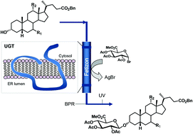 Graphical abstract: Glucuronidation of bile acids under flow conditions: design of experiments and Koenigs–Knorr reaction optimization