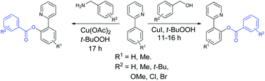 Graphical abstract: Copper catalyzed oxidative ortho-C–H benzoxylation of 2-phenylpyridines with benzyl alcohols and benzyl amines as benzoxylation sources