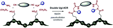 Graphical abstract: Bidirectional macrocyclization of peptides by double multicomponent reactions