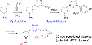 Graphical abstract: Facile diverted synthesis of pyrrolidinyl triazoles using organotrifluoroborate: discovery of potential mPTP blockers