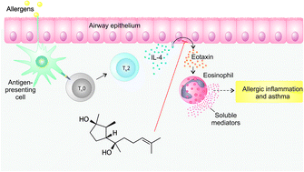 Graphical abstract: Total synthesis and biological evaluation of the natural product (−)-cyclonerodiol, a new inhibitor of IL-4 signaling