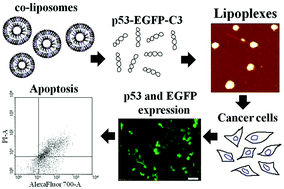 Graphical abstract: α-Tocopherol derived lipid dimers as efficient gene transfection agents. Mechanistic insights into lipoplex internalization and therapeutic induction of apoptotic activity