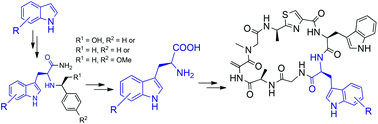 Graphical abstract: A facile approach to tryptophan derivatives for the total synthesis of argyrin analogues