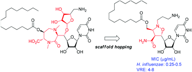 Graphical abstract: Synthesis of isoxazolidine-containing uridine derivatives as caprazamycin analogues