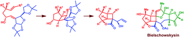 Graphical abstract: Studies towards the synthesis of bielschowskysin. Construction of the highly functionalized bicyclo[3.2.0]heptane segment