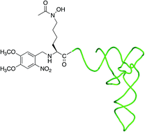 Graphical abstract: Tetrahydrofuranyl and tetrahydropyranyl protection of amino acid side-chains enables synthesis of a hydroxamate-containing aminoacylated tRNA