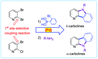 Graphical abstract: Efficient synthesis of α- and δ-carbolines by sequential Pd-catalyzed site-selective C–C and twofold C–N coupling reactions