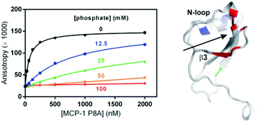 Graphical abstract: Phosphate modulates receptor sulfotyrosine recognition by the chemokine monocyte chemoattractant protein-1 (MCP-1/CCL2)