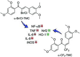 Graphical abstract: Enhancing the anti-inflammatory activity of chalcones by tuning the Michael acceptor site