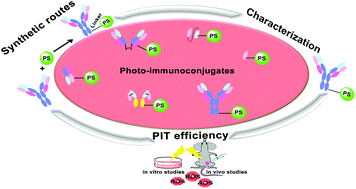 Graphical abstract: Antibodies armed with photosensitizers: from chemical synthesis to photobiological applications