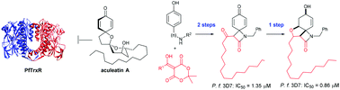 Graphical abstract: Uncovering new structural insights for antimalarial activity from cost-effective aculeatin-like derivatives