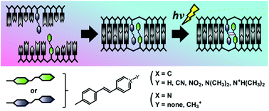 Graphical abstract: Efficiency of [2 + 2] photodimerization of various stilbene derivatives within the DNA duplex scaffold