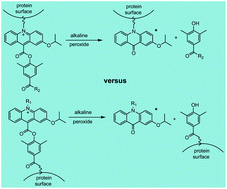 Graphical abstract: A comparison of chemiluminescent acridinium dimethylphenyl ester labels with different conjugation sites