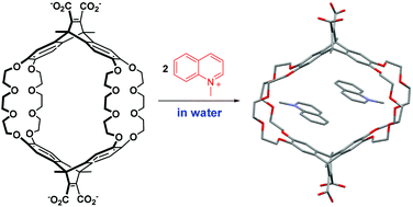 Graphical abstract: Synthesis of a novel water-soluble cylindrical macrotricyclic host and its complexation with N-methylquinolinium and N-methylisoquinolinium salts: formation of 1 : 2 complexes in water