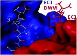 Graphical abstract: Computational design of novel peptidomimetic inhibitors of cadherin homophilic interactions