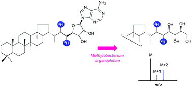 Graphical abstract: Hemisynthesis of deuteriated adenosylhopane and conversion into bacteriohopanetetrol by a cell-free system from Methylobacterium organophilum