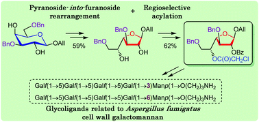 Graphical abstract: Convergent synthesis of isomeric heterosaccharides related to the fragments of galactomannan from Aspergillus fumigatus