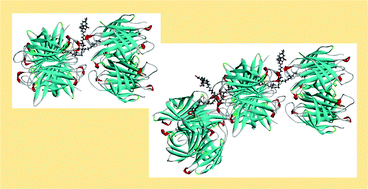 Graphical abstract: Design and solid phase synthesis of new DOTA conjugated (+)-biotin dimers planned to develop molecular weight-tuned avidin oligomers