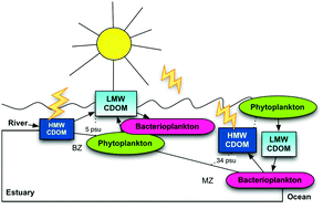 Graphical abstract: Photochemical and microbial alterations of DOM spectroscopic properties in the estuarine system Ria de Aveiro