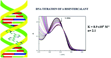 Graphical abstract: Photobehaviour of methyl-pyridinium and quinolinium iodide derivatives, free and complexed with DNA. A case of bisintercalation