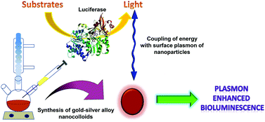 Graphical abstract: Facile synthesis of gold–silver alloy nanoparticles for application in metal enhanced bioluminescence