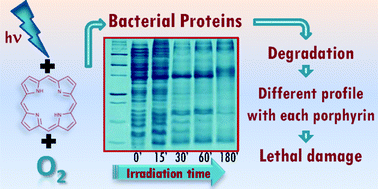Graphical abstract: Protein profiles of Escherichia coli and Staphylococcus warneri are altered by photosensitization with cationic porphyrins