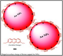 Graphical abstract: Elucidation of photophysical changes and orientation of acridine orange dye on the surface of borate capped gold nanoparticles using multi-spectroscopic techniques