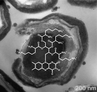 Graphical abstract: Fast and effective inactivation of Bacillus atrophaeus endospores using light-activated derivatives of vitamin B2