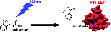 Graphical abstract: A caged substrate peptide for matrix metalloproteinases