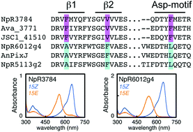 Graphical abstract: NpR3784 is the prototype for a distinctive group of red/green cyanobacteriochromes using alternative Phe residues for photoproduct tuning