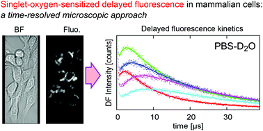 Graphical abstract: The singlet-oxygen-sensitized delayed fluorescence in mammalian cells: a time-resolved microscopy approach