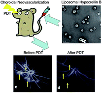 Graphical abstract: Liposomal hypocrellin B as a potential photosensitizer for age-related macular degeneration: pharmacokinetics, photodynamic efficacy, and skin phototoxicity in vivo