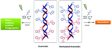 Graphical abstract: Gramicidin conformational changes during riboflavin photosensitized oxidation in solution and the effect of N-methylation of tryptophan residues